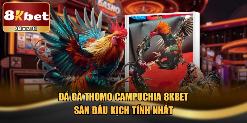 Đá Gà Thomo Campuchia 8KBET