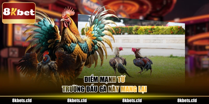 Điểm mạnh từ trường đấu gà này mang lại