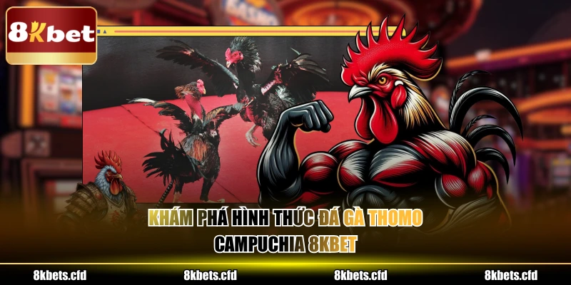 Khám phá hình thức đá gà thomo campuchia 8KBET